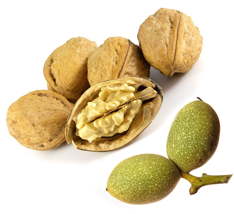 نهال گردو فرنته